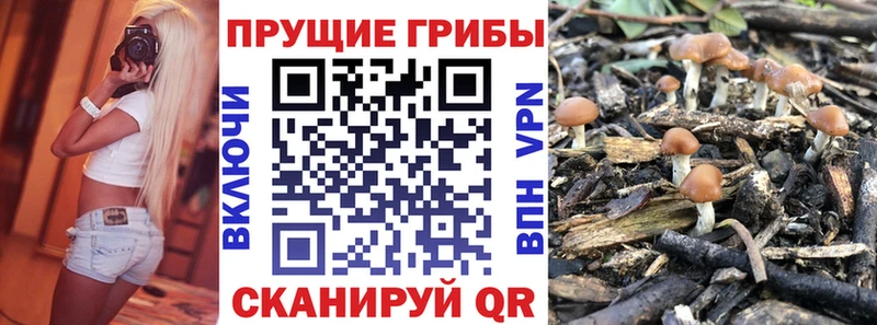 Галлюциногенные грибы Psilocybe  даркнет сайт  Мышкин 